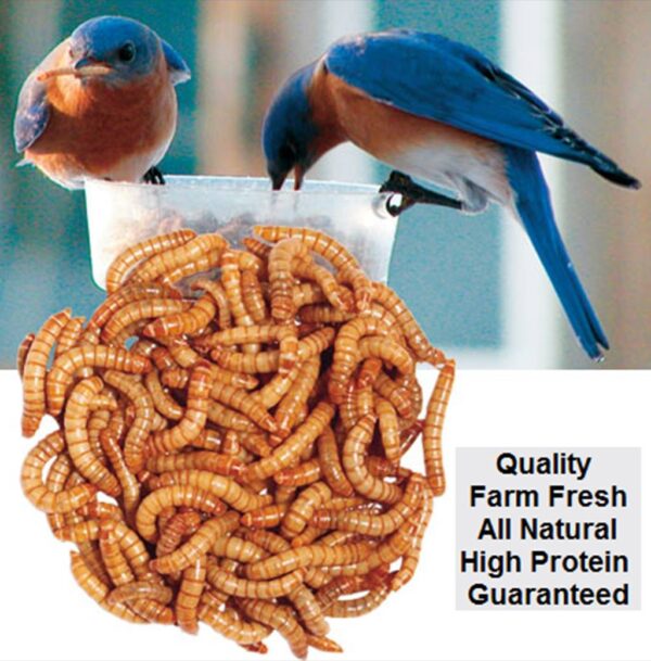 Crickets and Worms For Sale Quality Feeders, Live Crickets & Worms