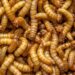 Giant Meal Worms 1000/box