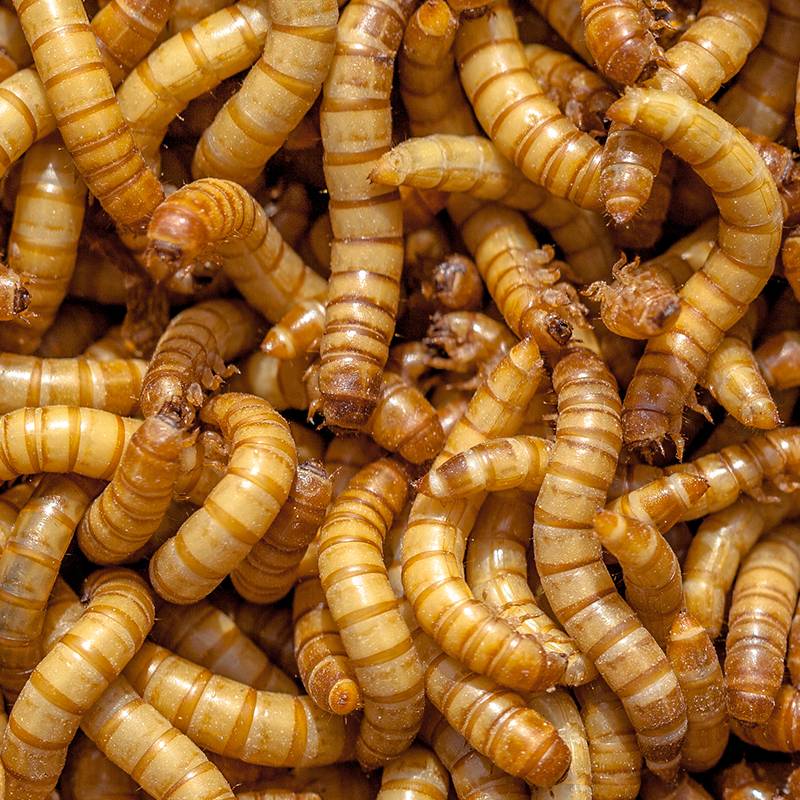 3,000 Giant Live Mealworms  Free Shipping! 