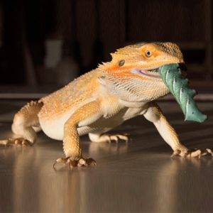 Reptile clearance food online