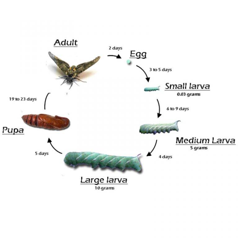 Hornworms 12/25 Count | Farm Raised Super Worms