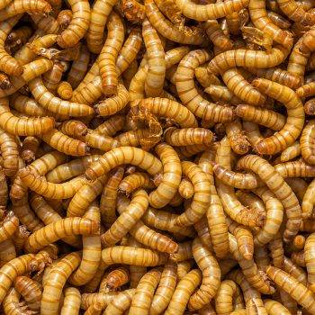 mealworms venus worms crickets geckos