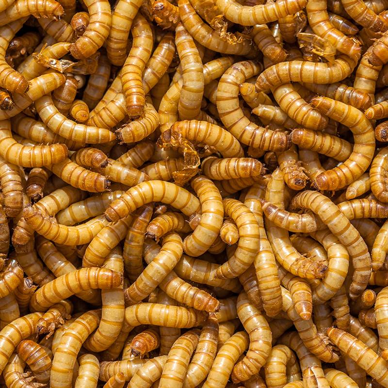 7686円 美品 特別価格 2100 Live Mealworms Organically Grown By Gimminy Crickets Worms by Gimmi