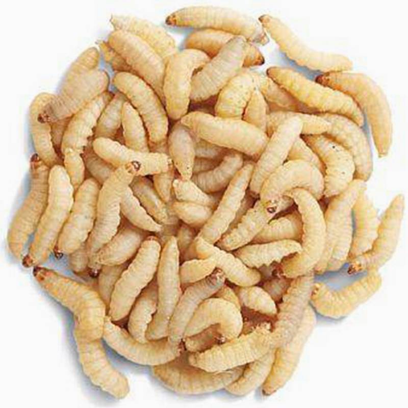 Live Wax Worms 250/Cup For Sale