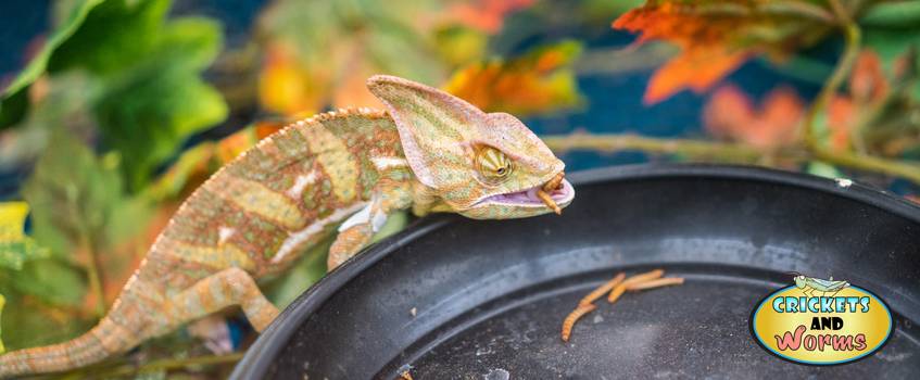 Mealworms for Sale