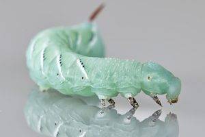 Hornworms for Bearded Dragons