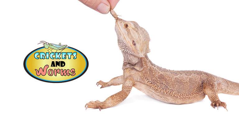 Crickets For Sale Crickets And Worms Online Feeder Store