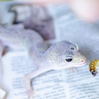 feed your leopard gecko