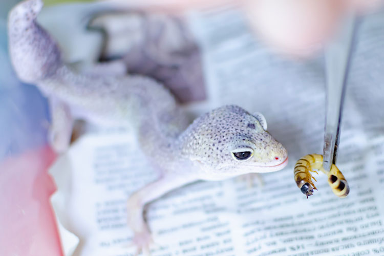 feed your leopard gecko