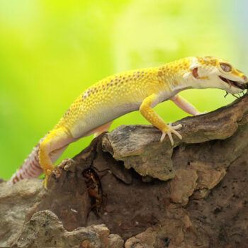 What do Geckos Eat