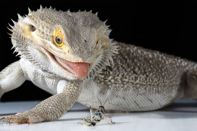 food for reptiles