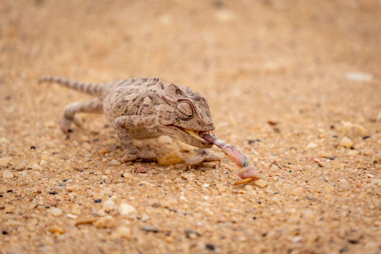 Live Worms for Reptiles