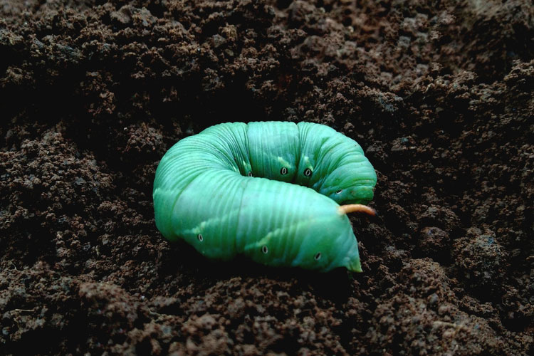 Nutritious Mealworm Treats