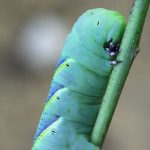 Nutritious Hornworms