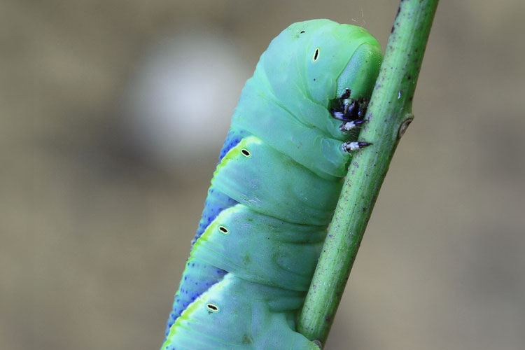 Nutritious Hornworms