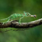 Live Crickets Online