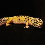Feeding Live Mealworms