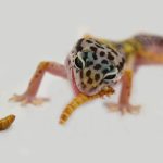 Perfect Reptile Snack