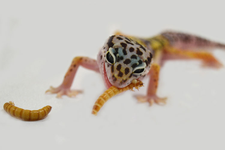 Perfect Reptile Snack